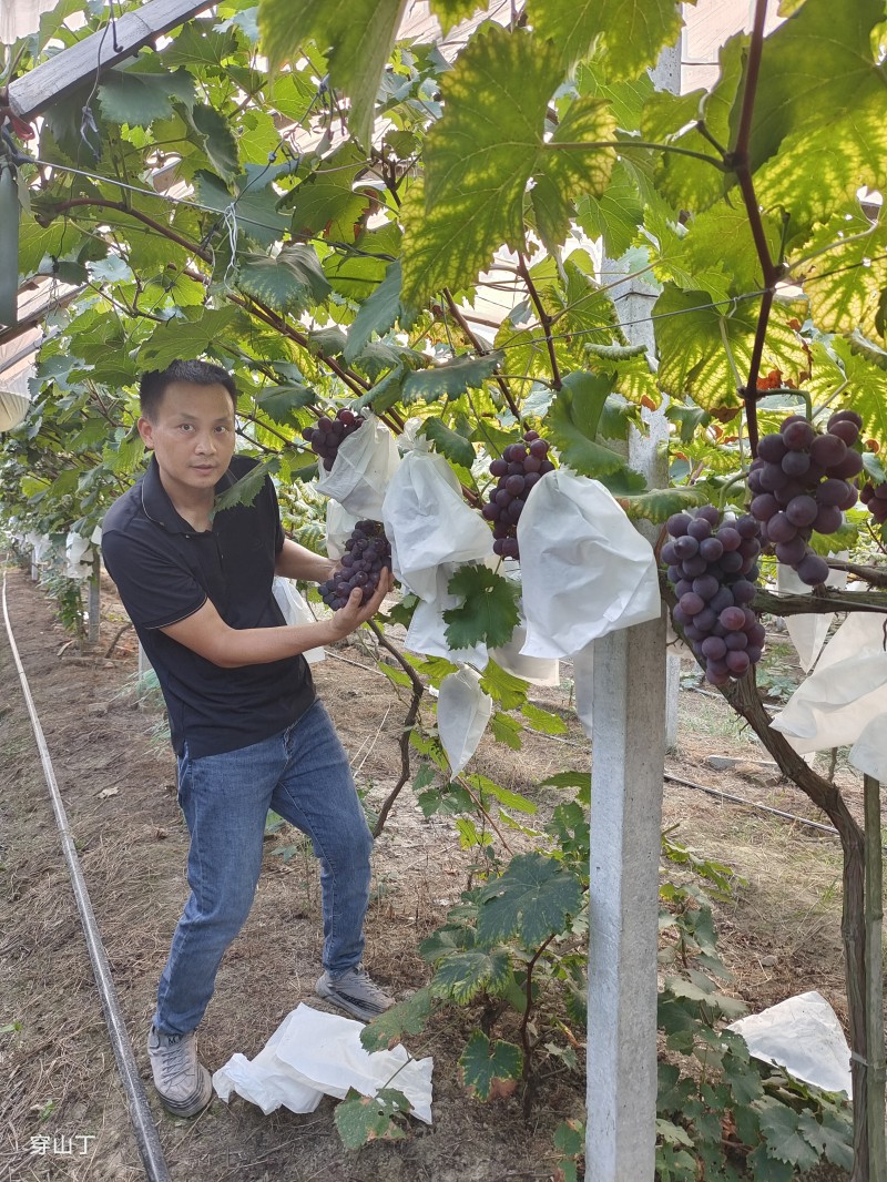 巨峰葡萄是一种著名的葡萄品种